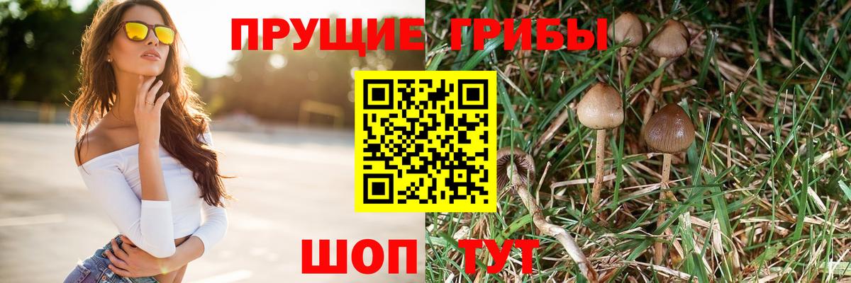 Галлюциногенные грибы Psilocybe Кунгур